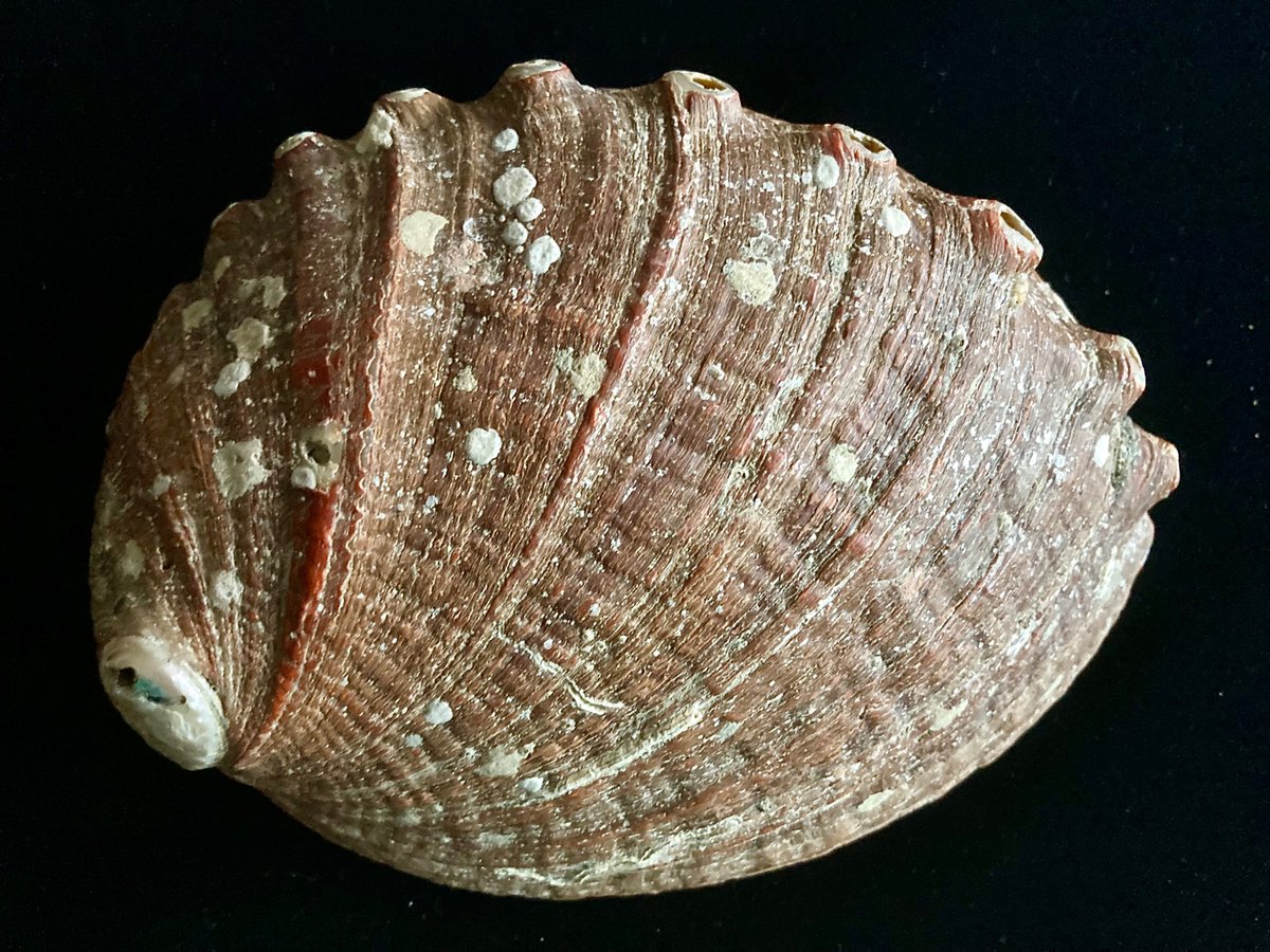 貝殻日和 (@uvYHeMSrf1DLWwf) / Posts / X