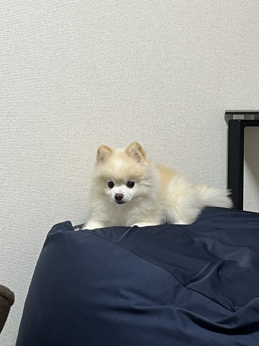 ぽんすけ大先生 (@yuyuyuyumee) / Posts / X