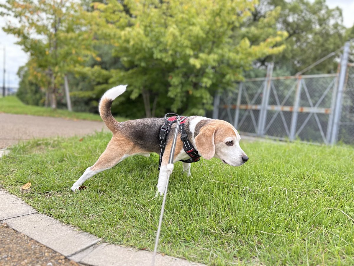 𝐺𝑜𝑜𝑑 𝑚𝑜𝑟𝑛𝑖𝑛𝑔︎♫
お散歩しやすいいい季節〜🐶🐾🐾
#ビーグル
#ビーグル小太郎
#𝐛𝐞𝐚𝐠𝐥𝐞