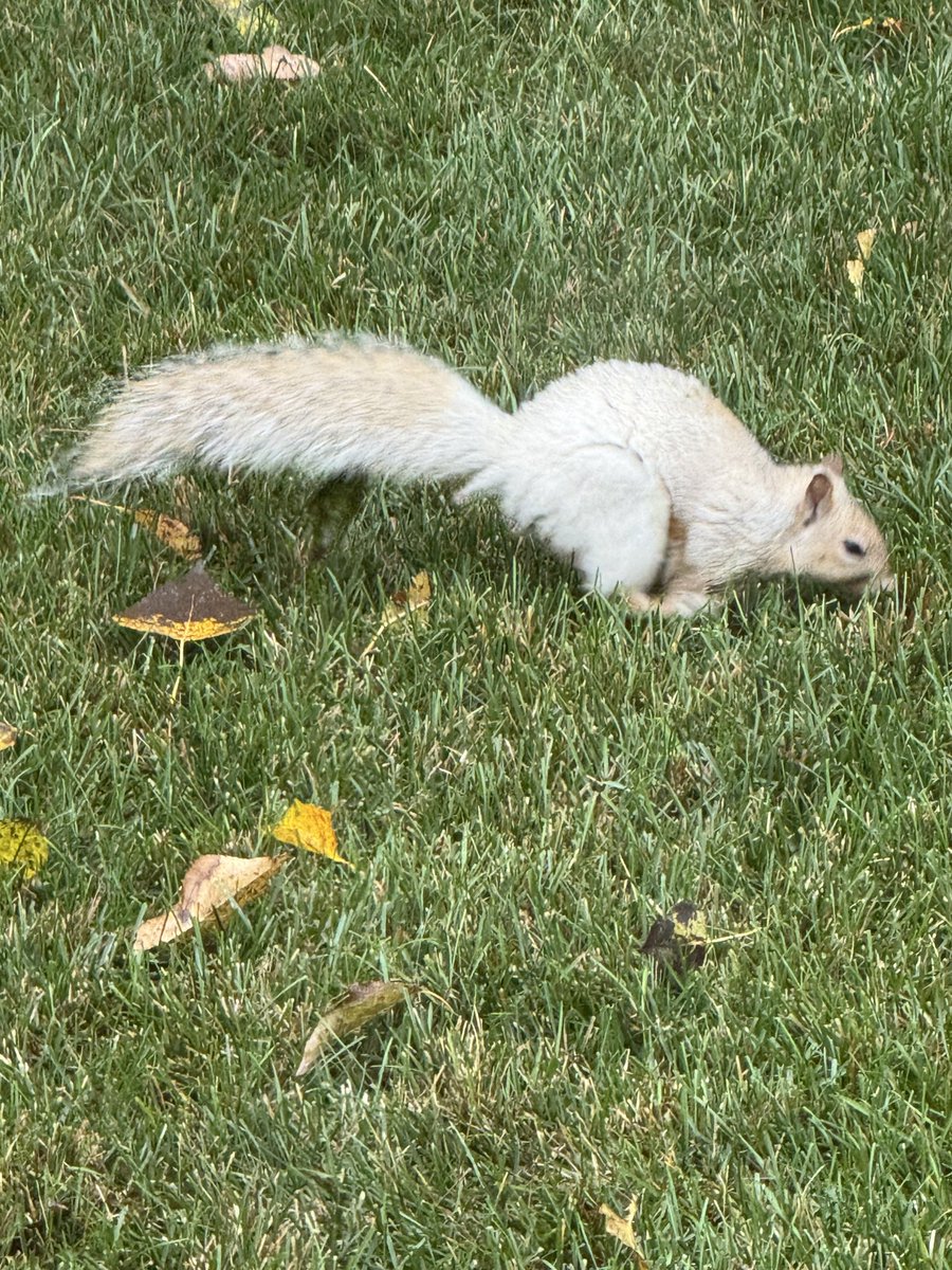 Saw this little guy outside today, how cool is this.