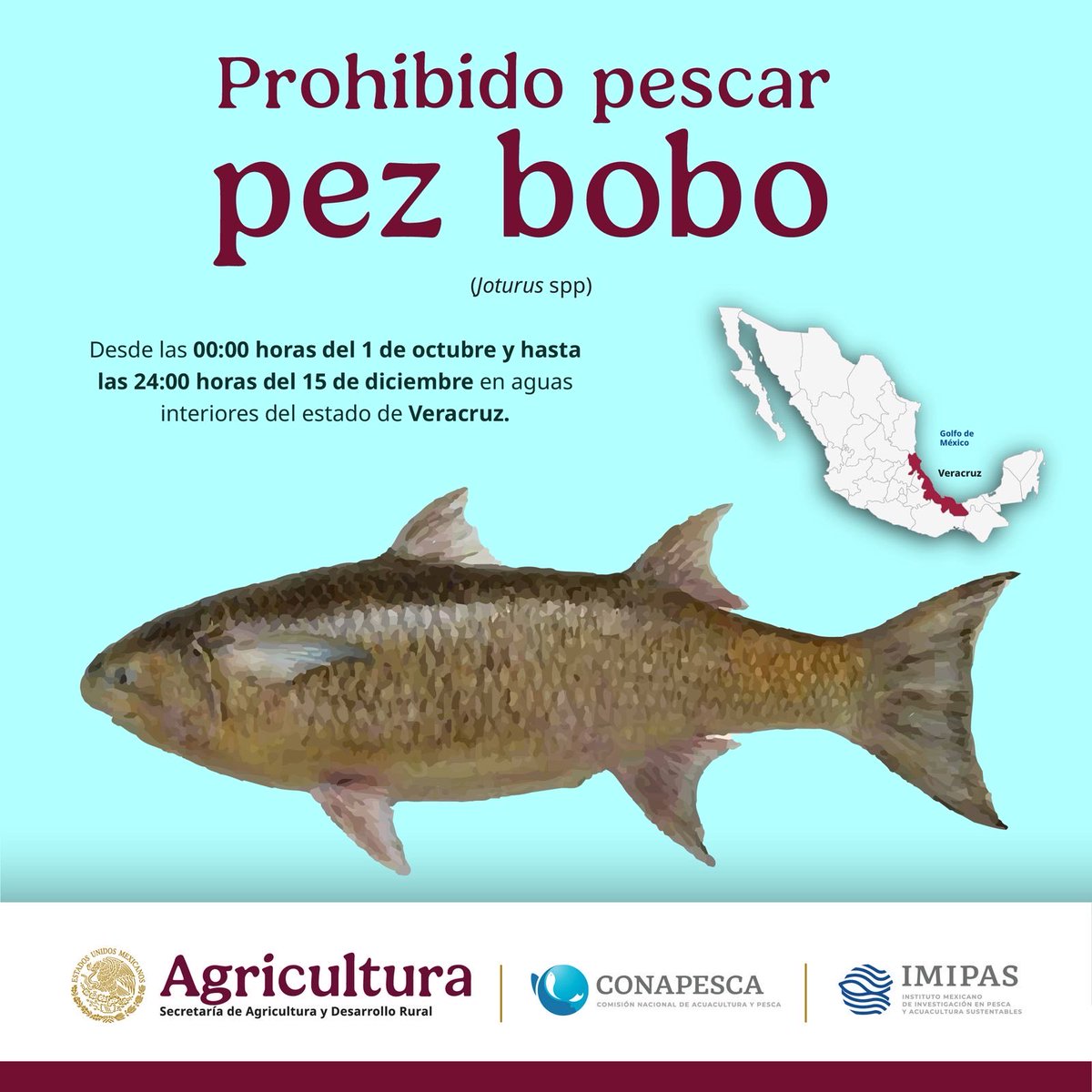 🚫🐟 ¡Recuerda! Está prohibida la pesca del pez bobo (Joturus spp)

Desde las 00:00 horas del 1 de octubre y hasta las 24:00 horas del 15 de diciembre, no se permite su captura en aguas interiores del estado de Veracruz.

Estas medidas ayudan a proteger su reproducción y