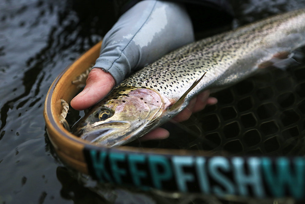 Keep Fish Wet tweet media