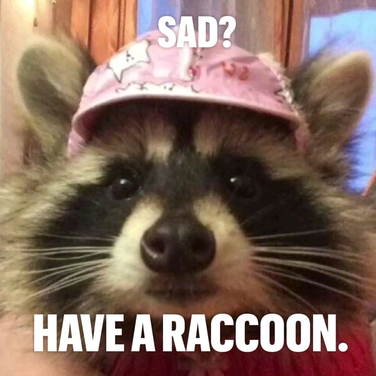 ShouldHaveRacc's tweet image.