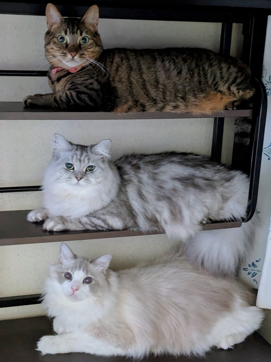 明け方、暗い中で駐ニャ場みたいだね😸