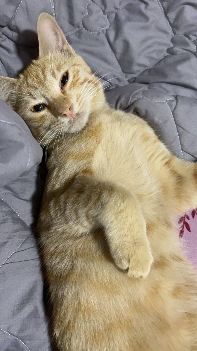 لوسي يومه صغير🐈
ولا لوسي يومه كبير