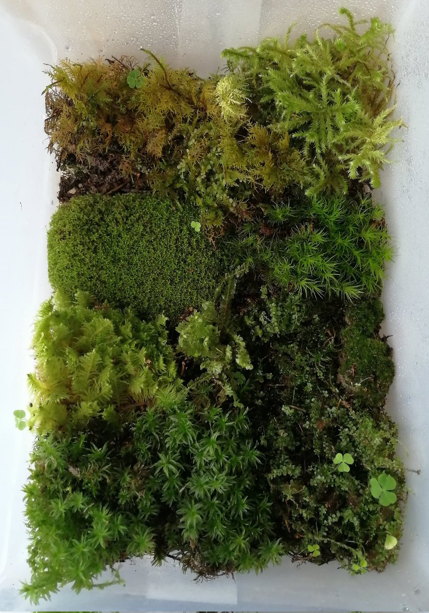 нейродурак tweet media