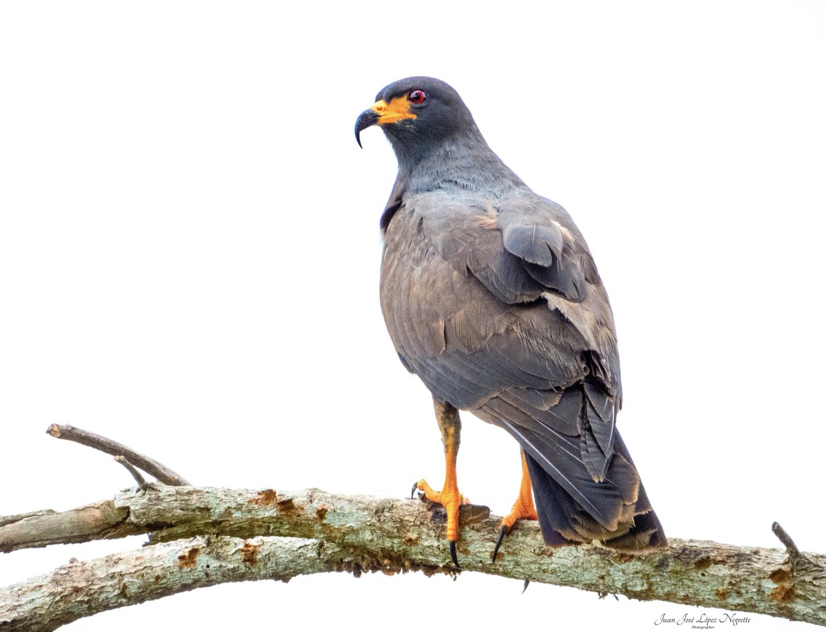 #Humedales, allí donde hay caracoles, ellos están.
Modelo: Gavilán caracolero (Rostrhamus sociabilis)
#photo #photography #photographer #nikon