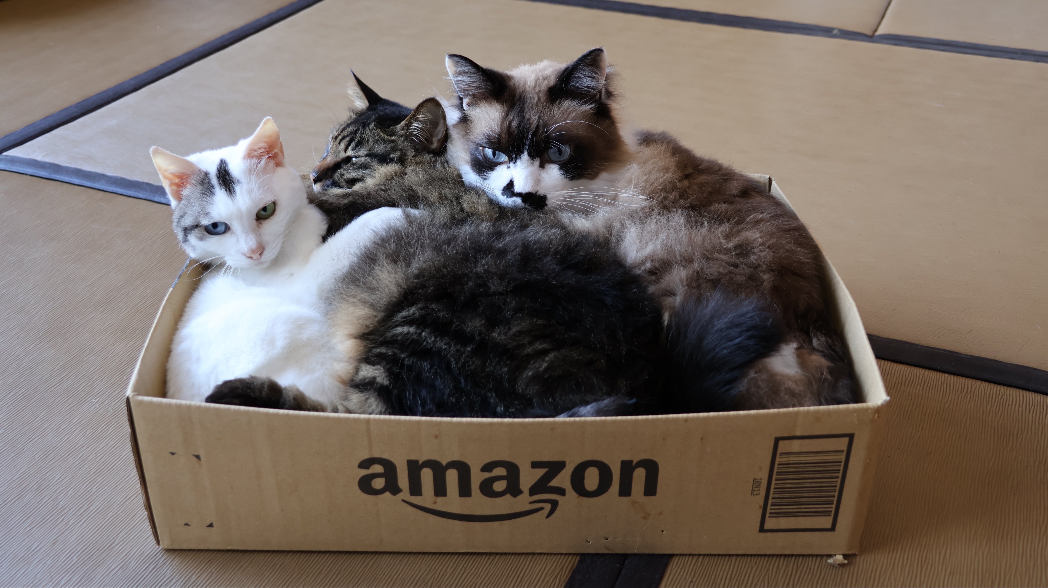 まるさん おばけなにゃんこたちシリーズ 4点セット+旅猫ツアーズ2点 まるさん様専用 おばけなにゃんこたちシリーズ 4点セット+旅猫