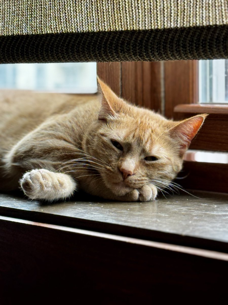 catnipaddicts's tweet image. Sometimes I envy the one brain cell life. No overthinking. Just vibes. #OrangeOrBlackCatober