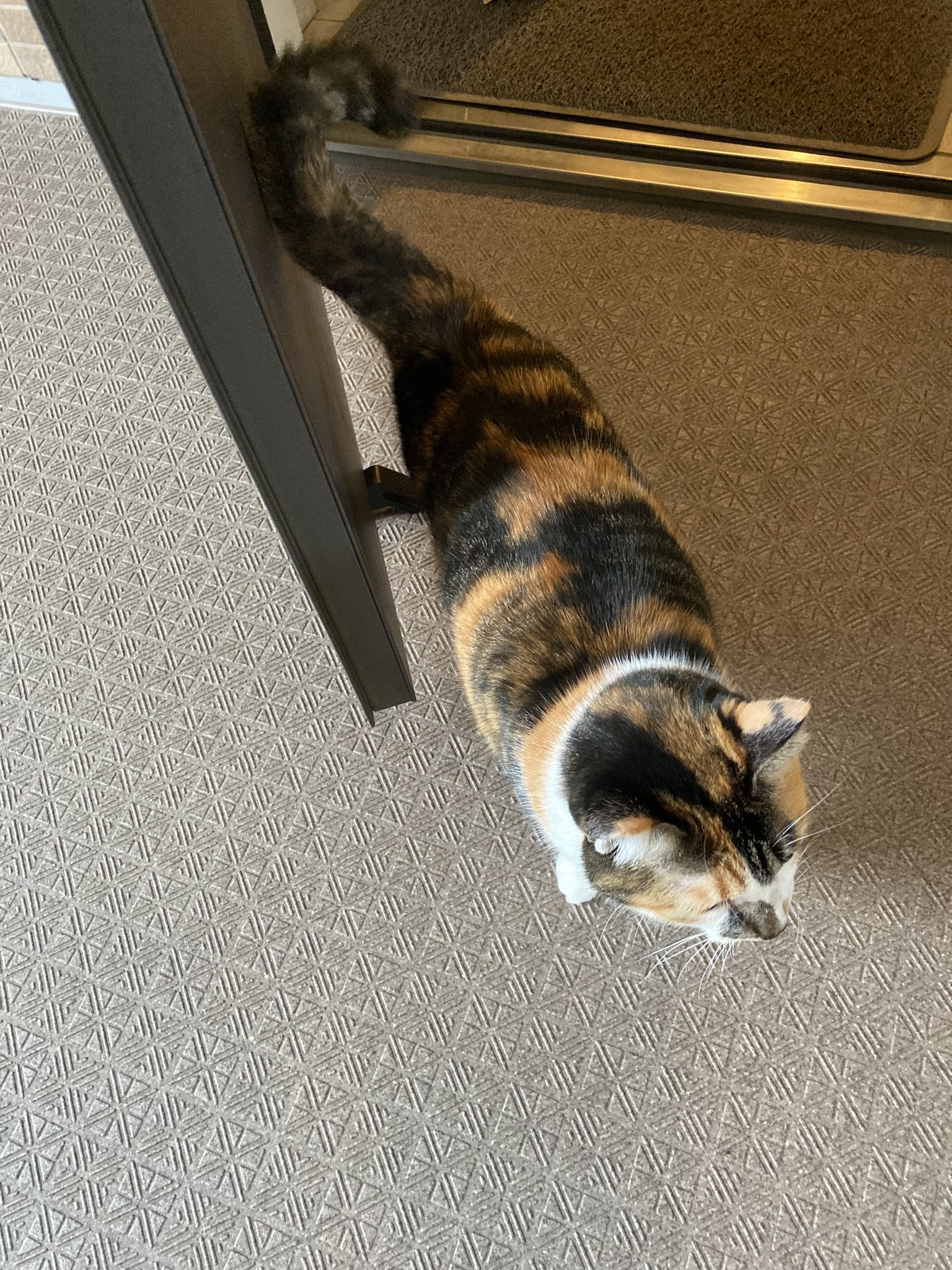 ジャム猫‼️ 天気が良い日はお散歩 #猫 #シャムミックス #シャムトラ