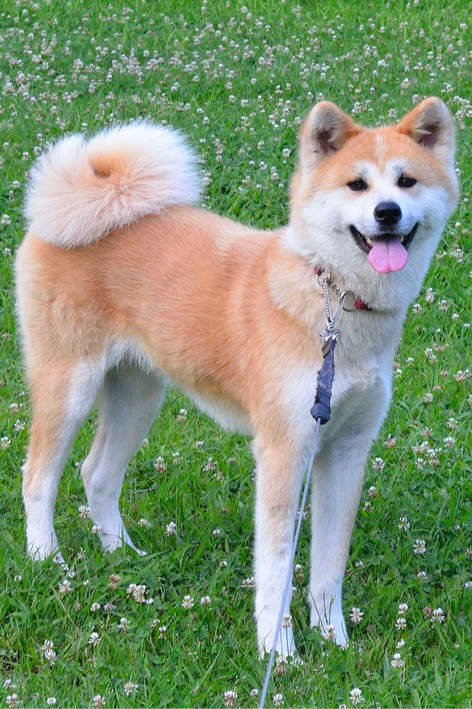 kou_bo63927's tweet photo. (画像提供:秋田犬保存会)
#JapaneseDogs https://t.co/65jrPmyEWz
