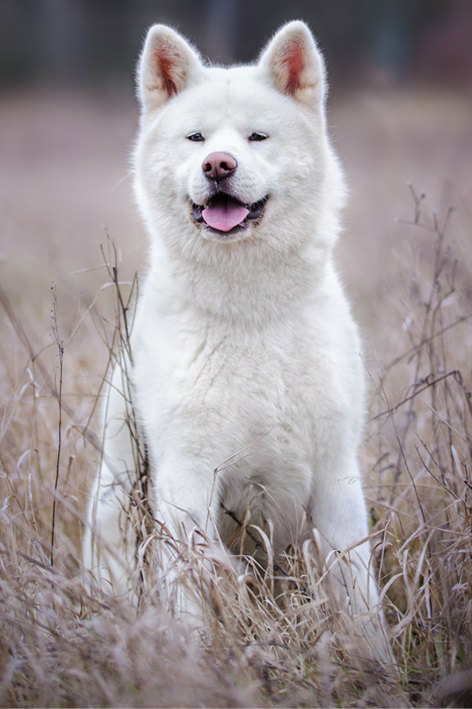 kou_bo63927's tweet photo. (画像提供:���田犬保存会)
#JapaneseDogs https://t.co/yodZwEBiW2