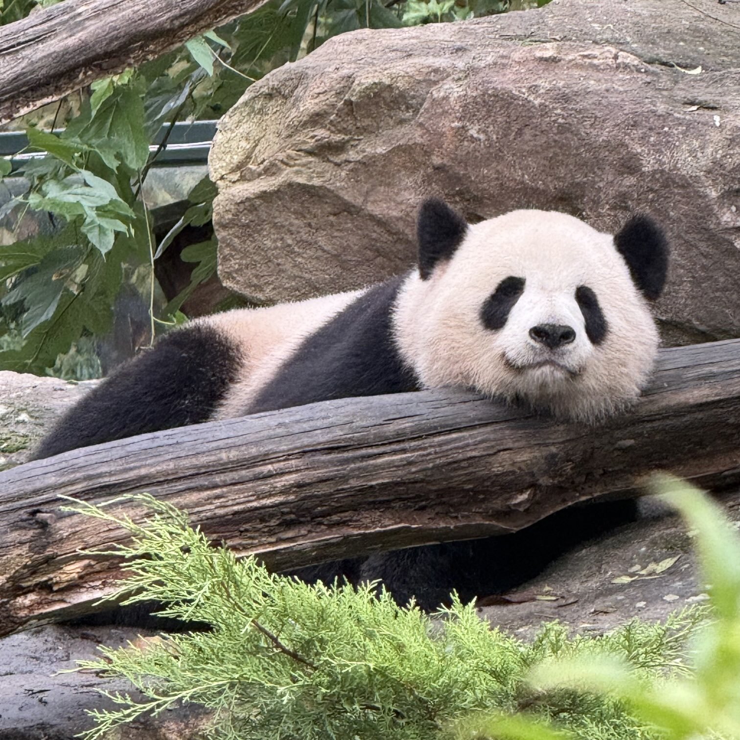 ♥夏の大特価Sale♥フランスからやって来た珍しいアンティークパンダちゃん♥ image.jpg