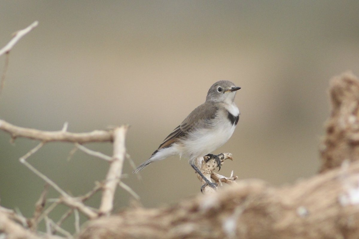 A female White-fronted Chat who was happy to pose for me, unlike the rest who quickly disappeared. #birds #brucebirdlife #BirdsSeenIn2025