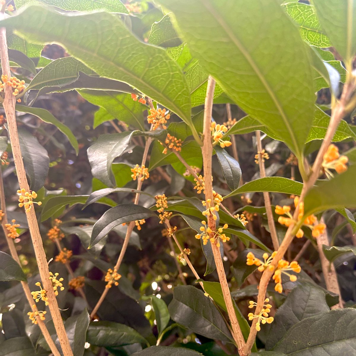 おはようございます🌧️
週の始まりげつようび、東京は雨スタートです🥺

雨の日のもわもわした空気感の通勤はやはり少し憂鬱になっちゃいますね…💦

今週は水曜日まで、天気がご機嫌斜め気味のようで、傘が手放せそう&amp;洗濯はできなさそうです🥺
