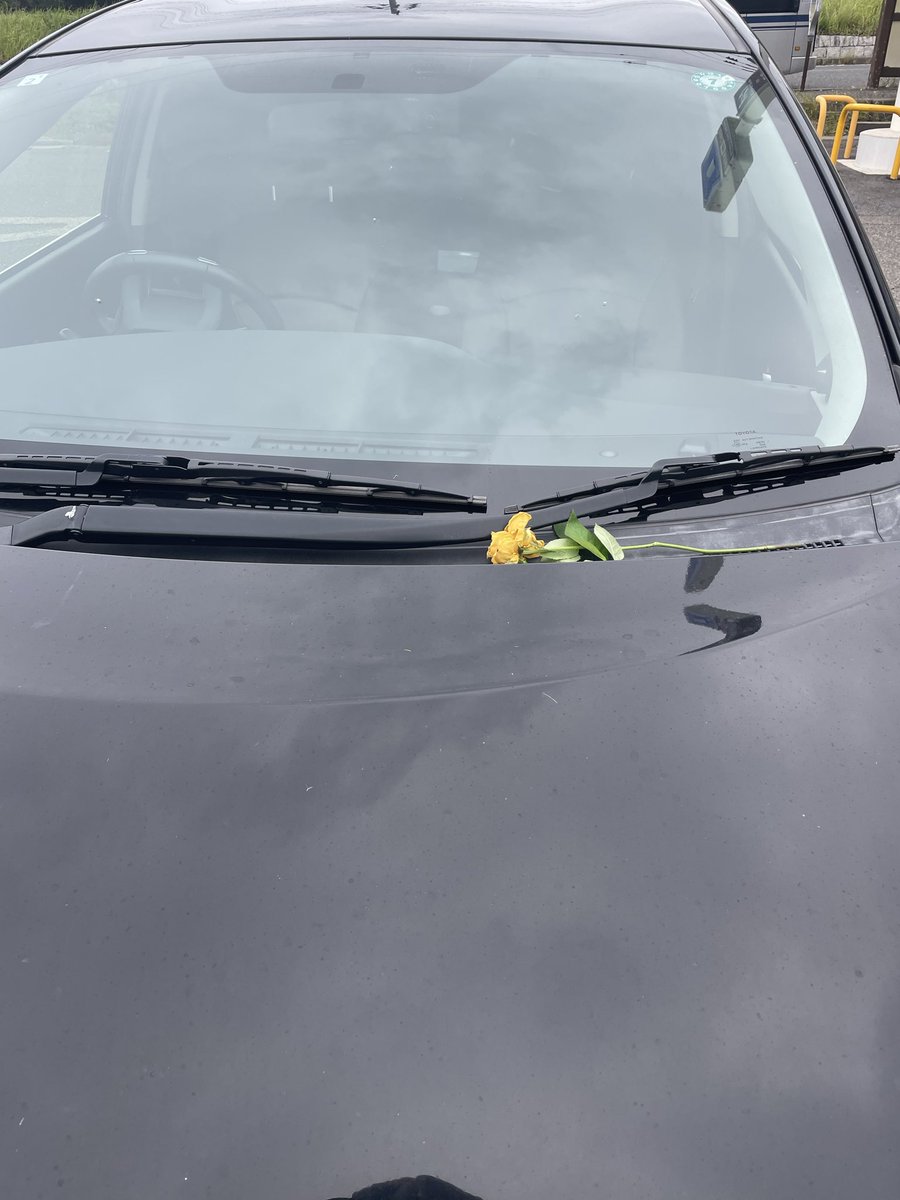 朝、起きたら車のフロントガラスに黄色いバラが置いてありました。😨なんか怖っ💦
どういう意味があるんでしょう？同じ経験をされた方、知ってる方いますか？￼