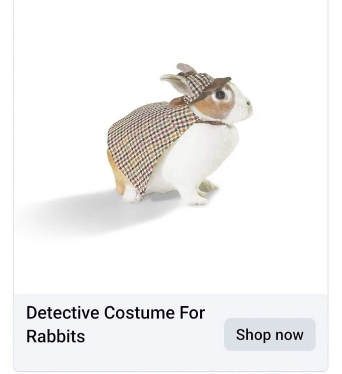 Bunnies (@bunnies) on Twitter photo 
