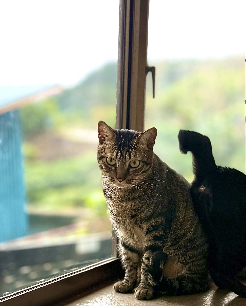 おはようございます🌤️.°

涼しい朝です

快い一日を🍀* ゚

 #猫のいる暮らし 
 #触れようとすると逃げちゃうチャチャ
 #むーちゃんのおしりが…🐈‍⬛
