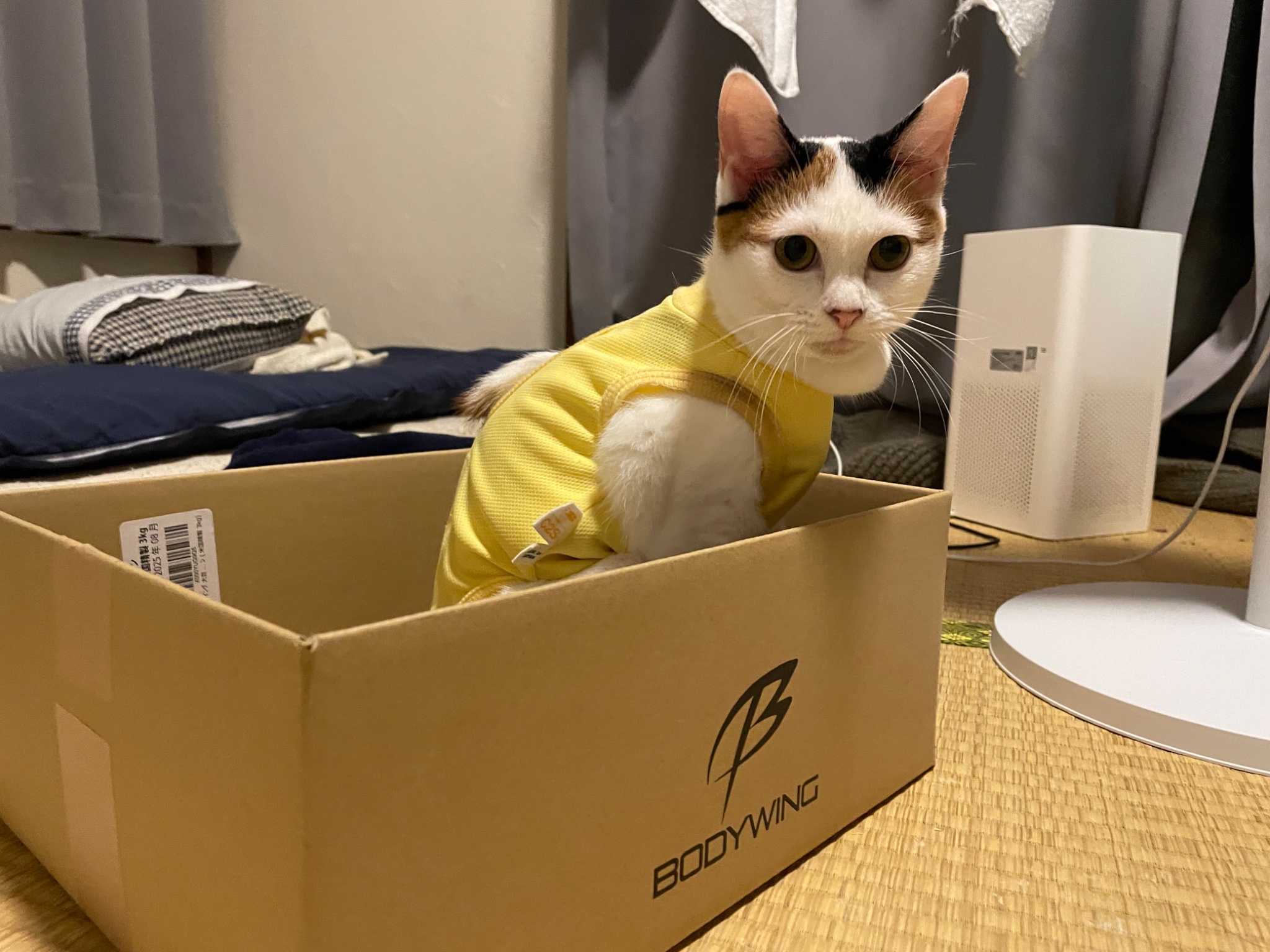 にゃん Mishansha Kids Hiking Boots XZC231