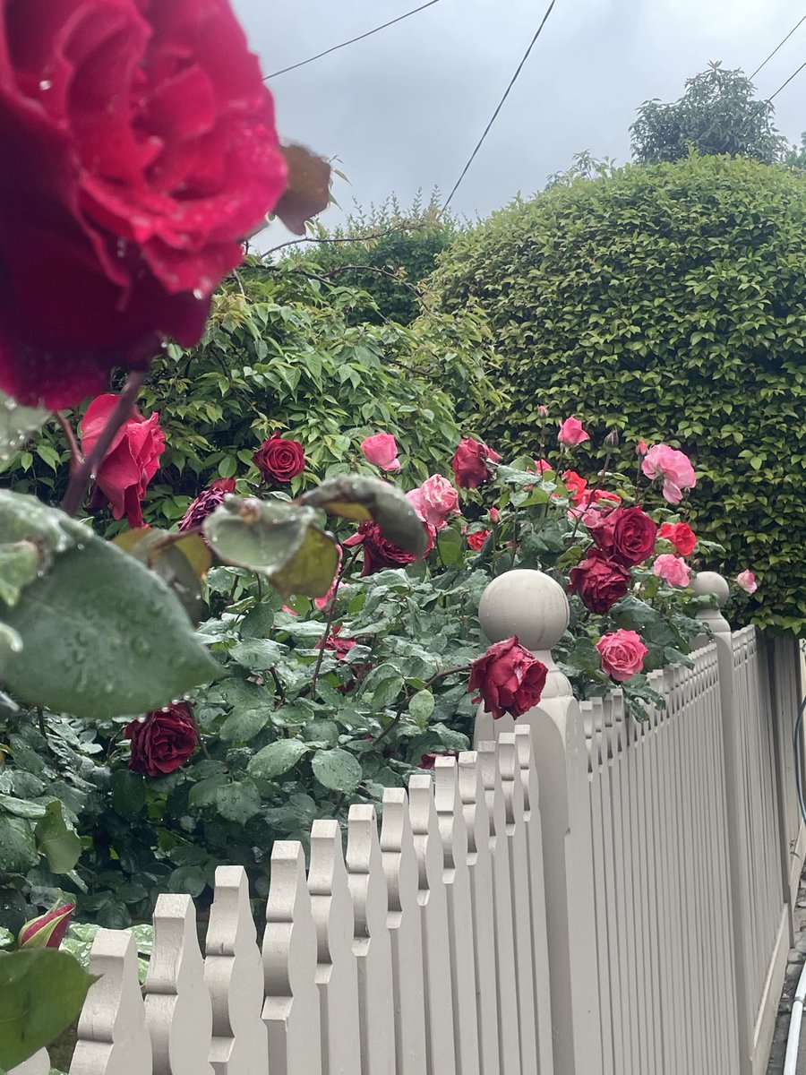So. Many. Roses 😍 Spring 🌱 #Melbourne 🌹