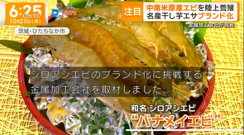 yuruhuwa_kdenpa's tweet image. 茨城県の金属加工会社が干しイモの皮を餌に使ったエビの養殖を開始
↓
甘味の強いエビが爆誕

日本の民間レベルでの食べ物開発スキル謎に高いの何