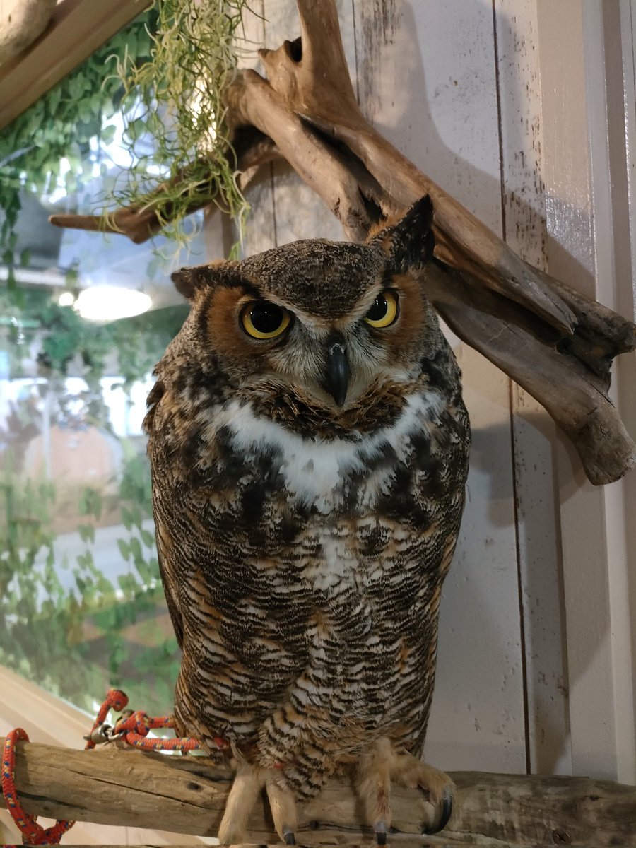 おはようございます！突然ですが、基本、動物、虫等色々好きなのですが、その中で猛禽類も好き♥️娘行きつけの猛禽類カフェに本日、癒されに行ってきます！