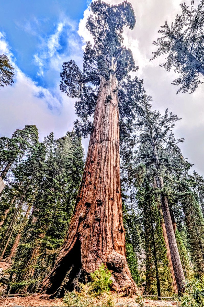 ClintonMills12's tweet photo. Of all the sites I have seen in my life,  none has been more awe inspiring than the Giant Sequoia trees. https://t.co/3Sf8Lxqmcw