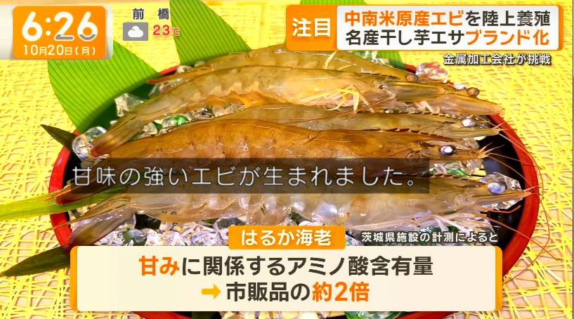 yuruhuwa_kdenpa's tweet image. 茨城県の金属加工会社が干しイモの皮を餌に使ったエビの養殖を開始
↓
甘味の強いエビが爆誕

日本の民間レベルでの食べ物開発スキル謎に高いの何