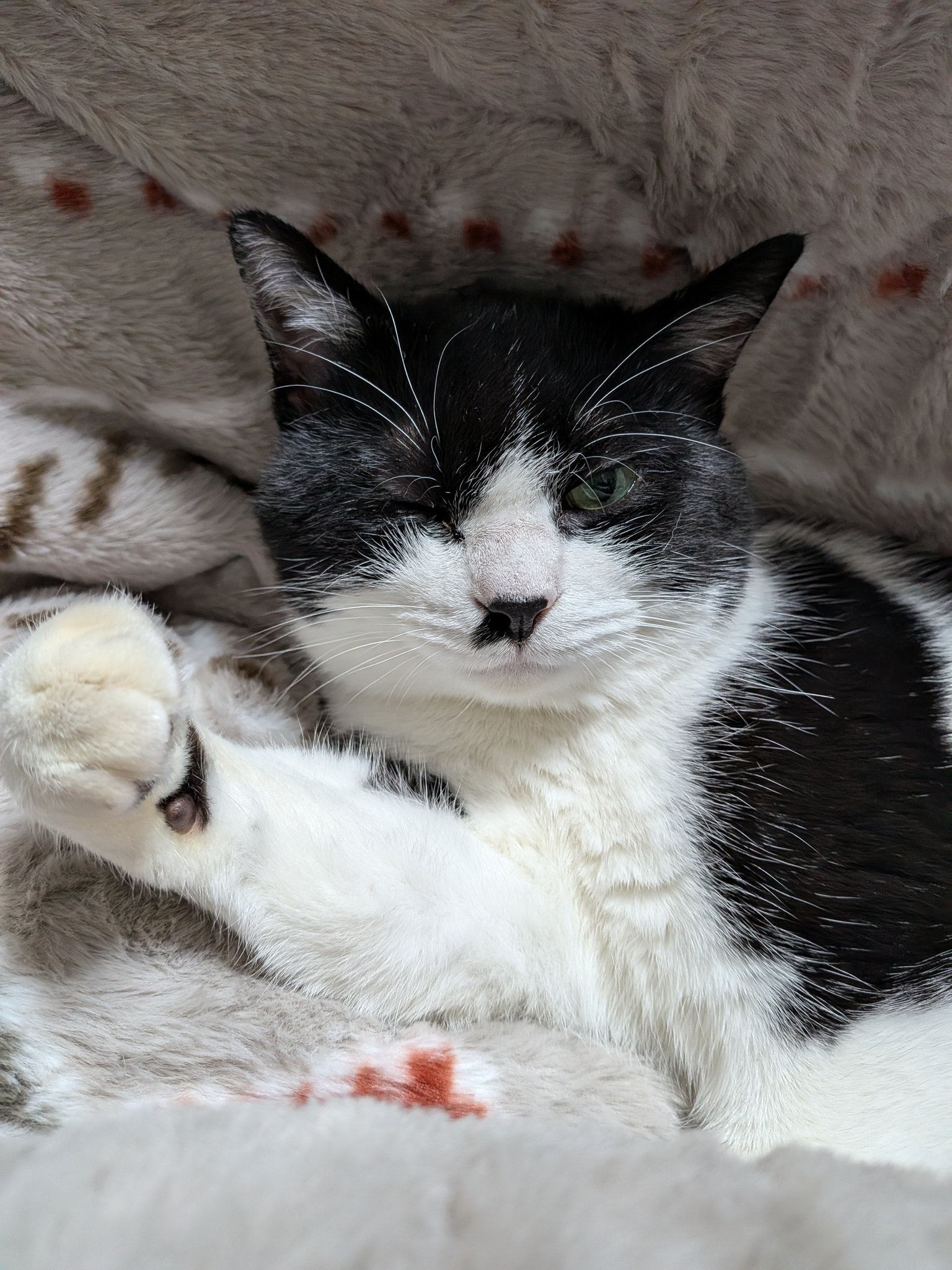 ぴよちこ🐤【ゲーム・趣味垢】 on X: 