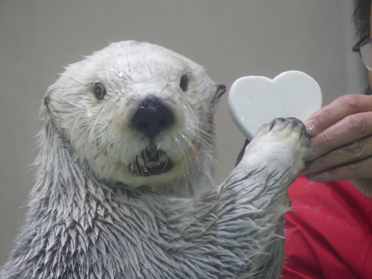 *らっこ* 81x-+C3gMWL.jpg