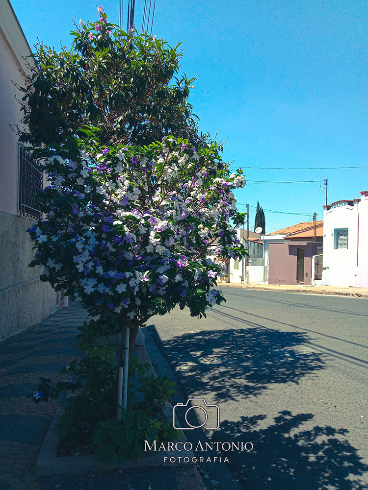 marcoarts_62's tweet photo. Capivari - SP - Brazil 🇧🇷
#fotografiasdecapivari #belezasdanatureza #fotografiasdanatureza #fotografias #fotografiaéarteecultura #artesvisuaisfotografia #artistavisual #artistafotógrafo #arte #artista #artesvisuais https://t.co/YnUp49dokS