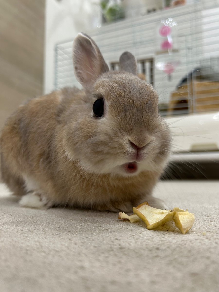 うさぎのもか on X: 