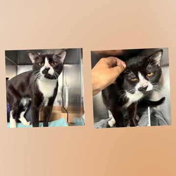 Darling Simon looks for an angel kind
as at NYC ACC he's in a terrible bind!
He has a URI &amp; he won't eat
but he will not admit defeat!
Adopt if he has stolen your heart
&amp; you &amp; him will never part!
Pledges too will stop the clock
&amp; we'll walk the walk &amp; not just talk!
Tag