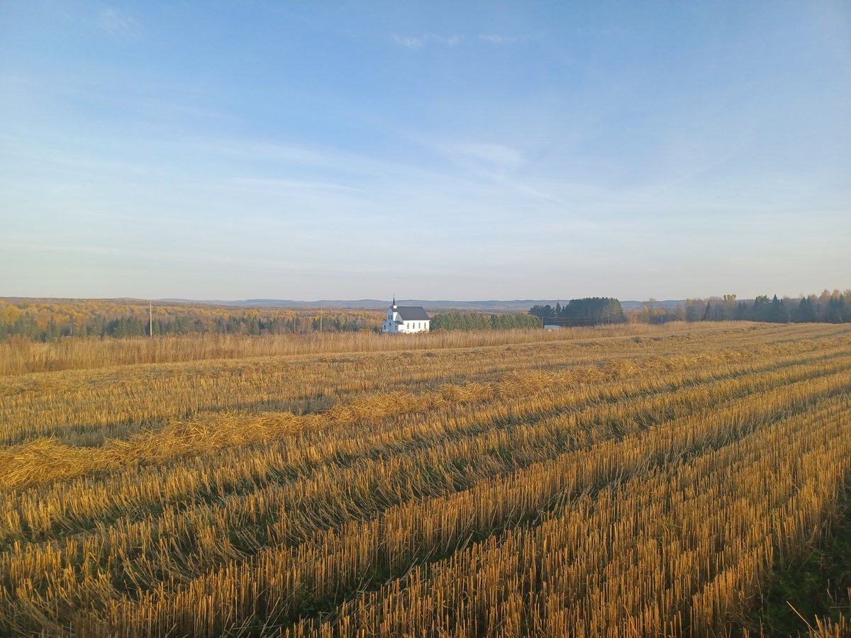 svhs1985's tweet photo. I invested another day today raking and baling straw. It was a beautiful day. The red pigment leaves are gone. Fall is slowly progressing. #NBAG https://t.co/lw8tXbogK4