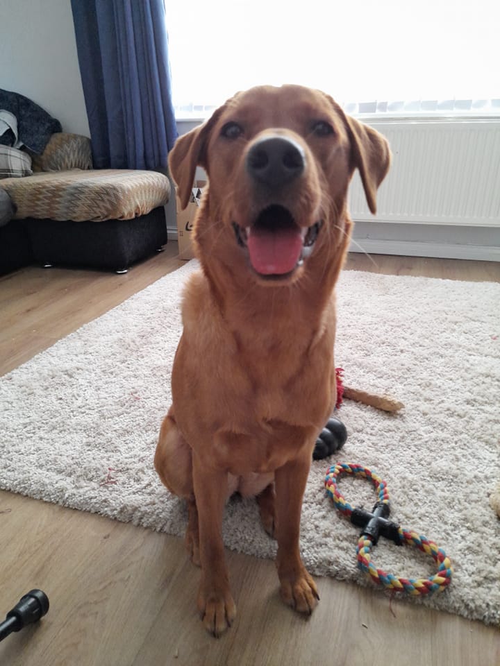 "You say I bark at nothing, but name one intruder that's got in and killed you? Checkmate mum"