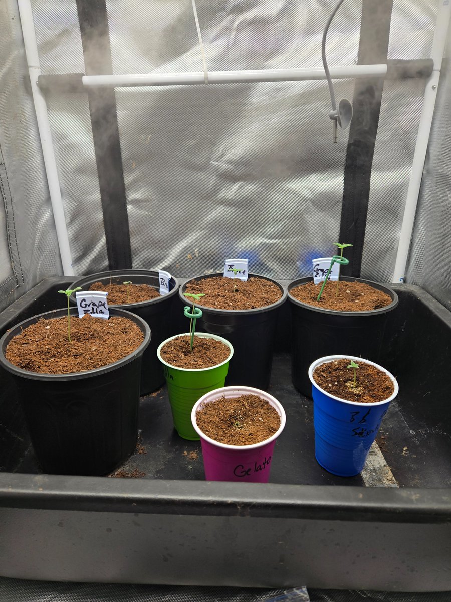 Grapezilla by Rare Breed Humboldt is jumping in the tent... I had to prop the ladies up...  Also have 2 Blue Skunk x Sweet Zen and my obligatory Bruce Banners chugging along.