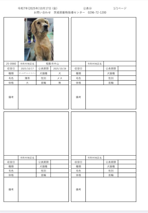 IBARAKI_Animal's tweet photo. 茨城県動物指導センターで保護している、迷子の犬猫の公表情報です。🐕🐈
お心当たりの飼い主様は動物指導センターにお電話ください‼️
動物指導センター
☎︎0296-72-1200(受付時間：平日8:30〜17:15)

10月17日（金）公表情報 https://t.co/h6Gd9Hqssf