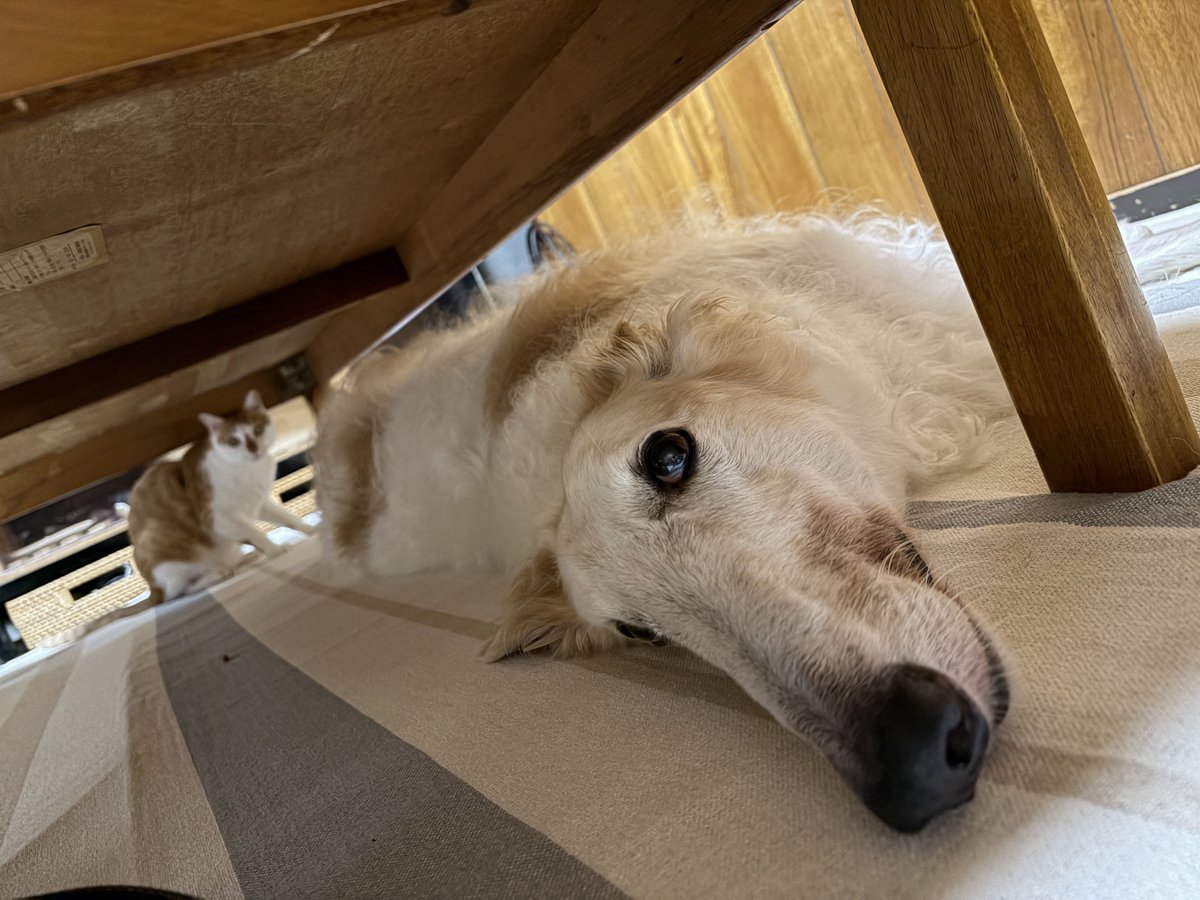 雨が降った時は机の下に隠れます。がんぼるぞい。

translation:
On rainy days, I hide under my desk.