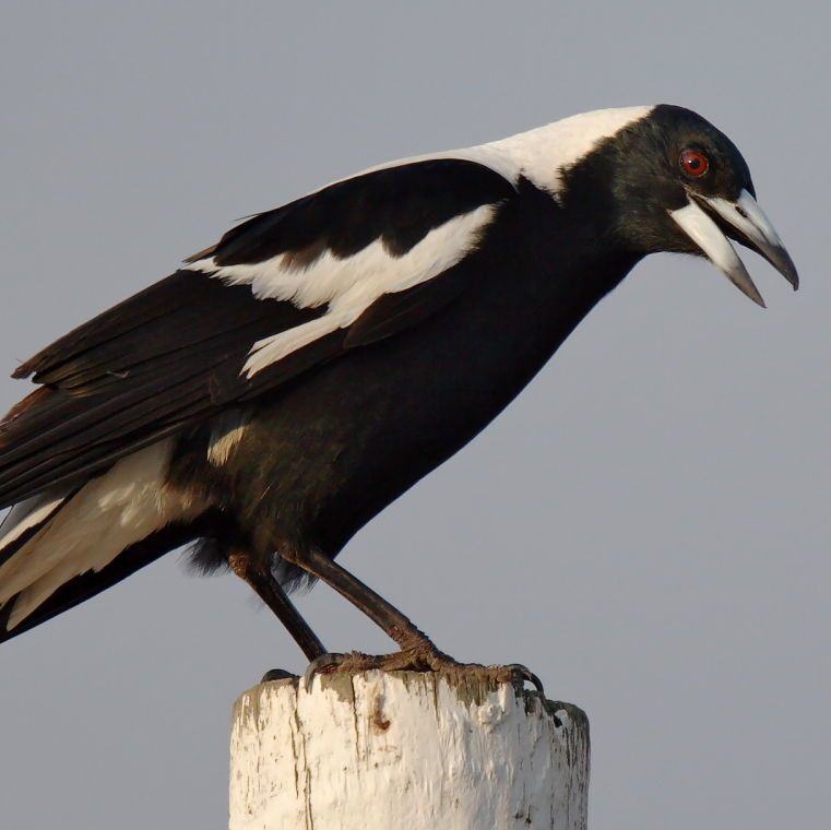 TERN (@tern_aus) on Twitter photo 🐦 Bird is the word!
From 20-26 October, <a href="/BirdlifeOz/">BirdLife Australia</a> is calling on all Australians to take part in this year’s #AussieBirdCount. Now in its 12th year, the Aussie Bird Count is one of Australia’s biggest & most beloved #citizenscience events.
Register at aussiebirdcount.org.au 🐦 Bird is the word!
From 20-26 October, <a href="/BirdlifeOz/">BirdLife Australia</a> is calling on all Australians to take part in this year’s #AussieBirdCount. Now in its 12th year, the Aussie Bird Count is one of Australia’s biggest & most beloved #citizenscience events.
Register at aussiebirdcount.org.au
