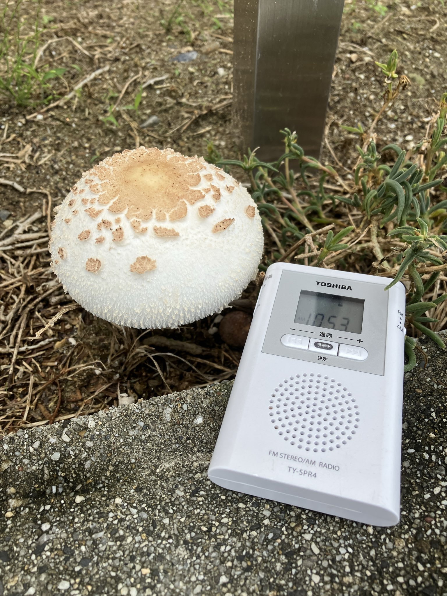 きのこ★ Amazon.co.jp : キノコセンサーナイト ベッイド・カラフル