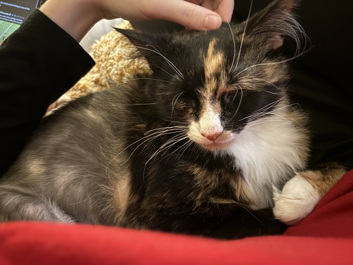 ☆ chicken butt! ☆ tweet media