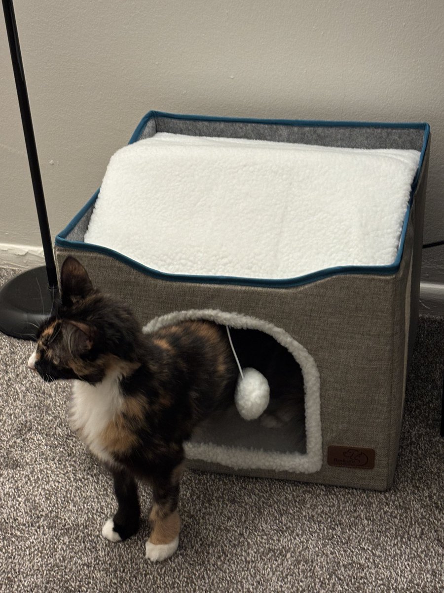 ☆ chicken butt! ☆ tweet media