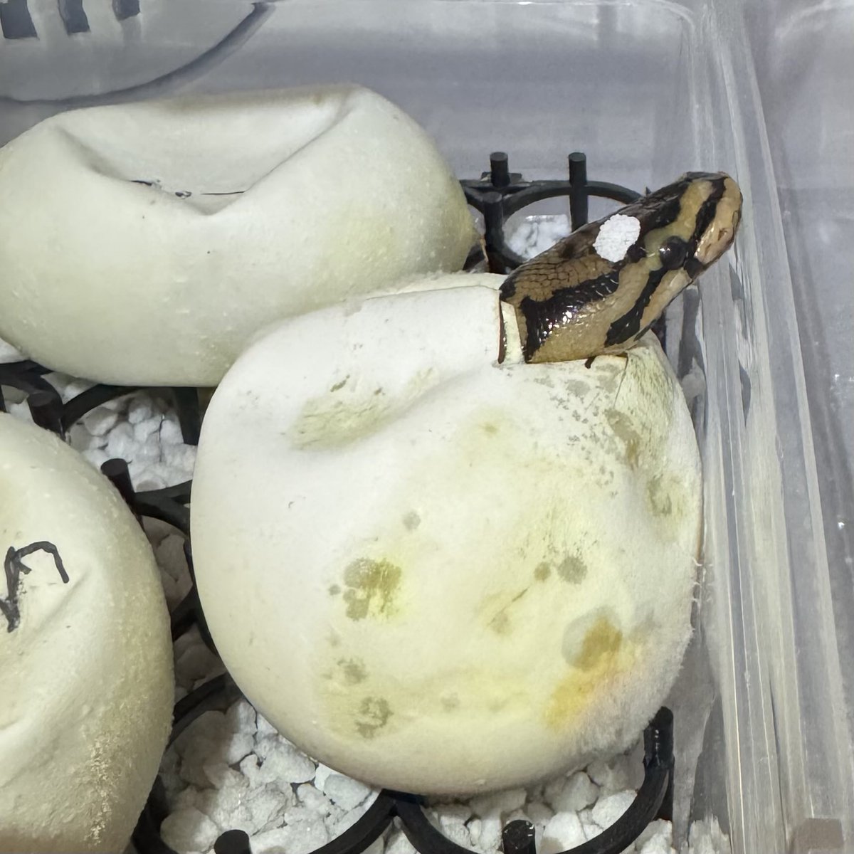 u_ntwks_tsuchi's tweet image. 1匹目。 Hello, World🙂

#Ballpython