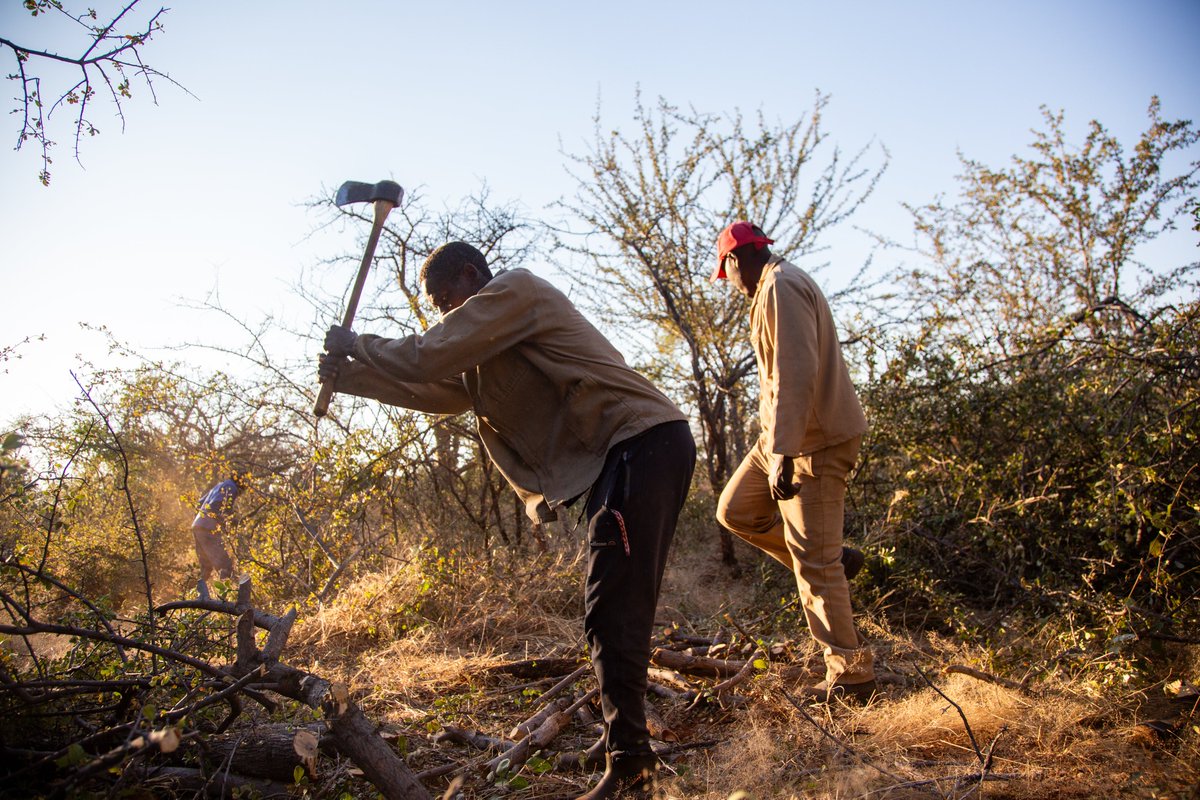 fsc_anz's tweet photo. Through FSC-certified bush harvesting, Namibia is restoring degraded landscapes, powering the grid and creating thousands of green jobs.
//Photos by FSC/ Samora Chapman⁣

Read the story: https://t.co/wjaPKiMX4A
⁣
#NatureBasedSolutions #LandRestoration #GenerationRestoration https://t.co/PbRz8tzbCF