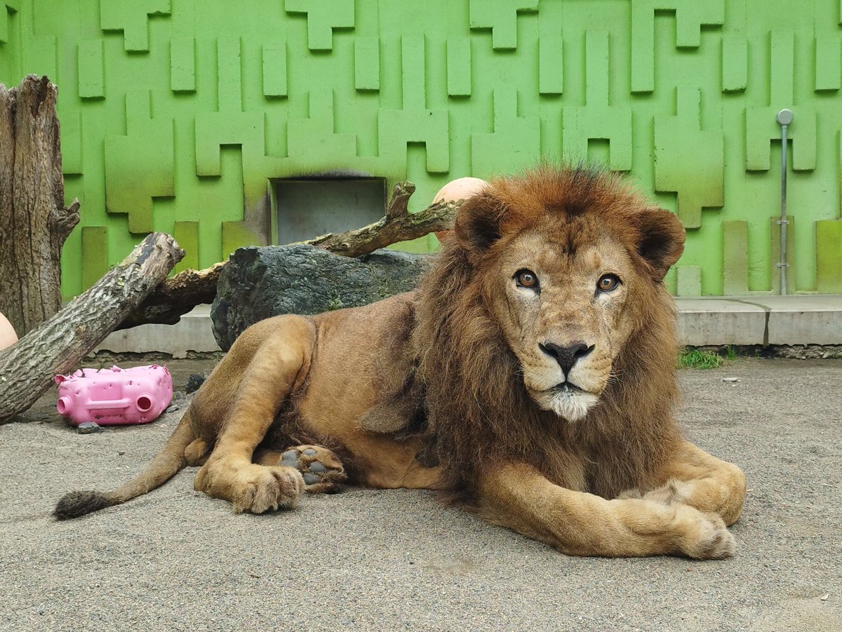 ライオン🦁