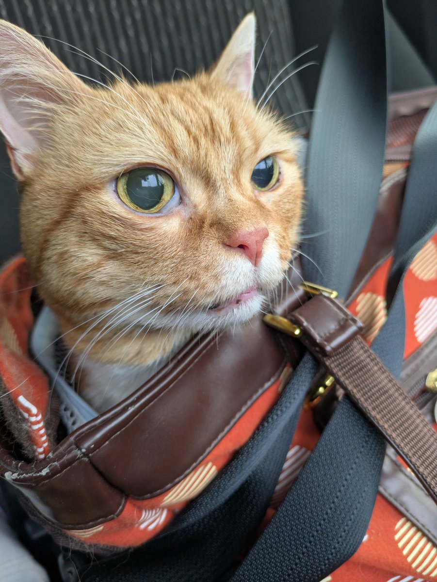 みぃすけ (@Mimami_cat) / Posts / X