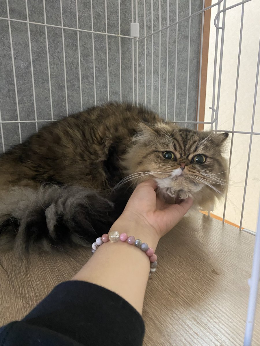 おはようございます☀

マフィン君、慣れてきたかな〜
元々超慣れ猫なので早くケージから出て遊ぼうね！

#ラガマフィン