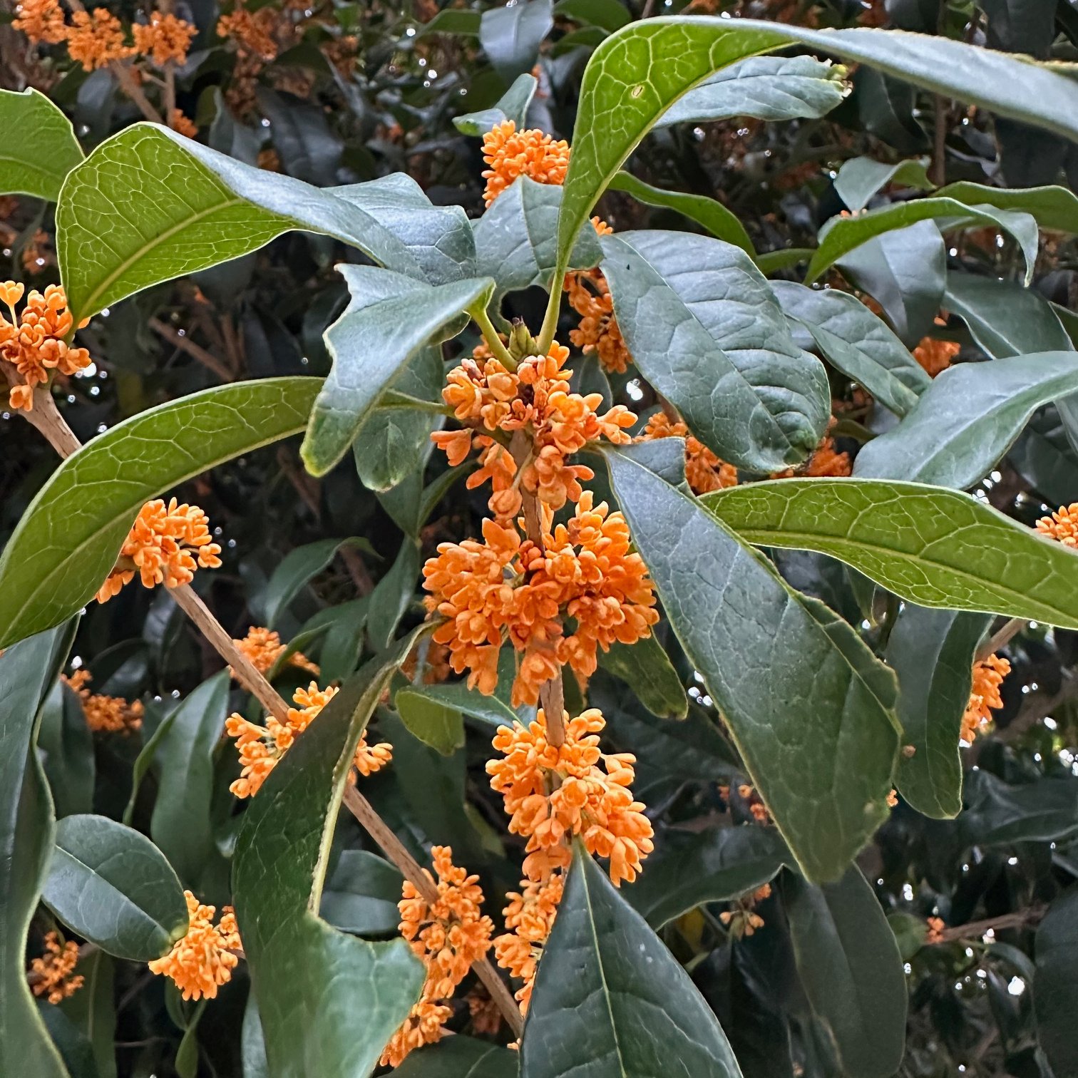 Teyon Japan/テヨンジャパン (@TeyonJapan) / X