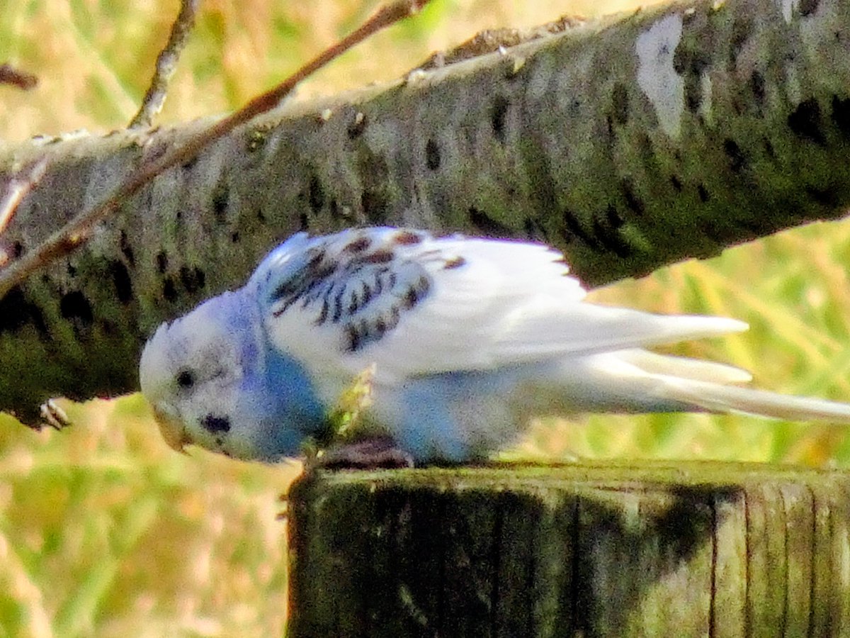 ちゅんちゅん母ちゃん (@chunchunkaachan) / Posts / X