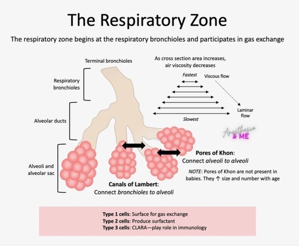 🫁𝗭𝗼𝗻𝗮𝘀 𝗿𝗲𝘀𝗽𝗶𝗿𝗮𝘁𝗼𝗿𝗶𝗮𝘀🫁
⬇️⬇️⬇️⬇️ 

☑️ 𝙄𝙣𝙞𝙘𝙞𝙤: bronquiolos respiratorios → conductos alveolares → sacos alveolares.
Es la región donde ocurre el intercambio gaseoso (O₂ ↔ CO₂).

☑️ 𝙀𝙨𝙩𝙧𝙪𝙘𝙩𝙪𝙧𝙖𝙨 𝙙𝙚 𝙘𝙤𝙢𝙪𝙣𝙞𝙘𝙖𝙘𝙞𝙤́𝙣:
➡️𝙋𝙤𝙧𝙤𝙨